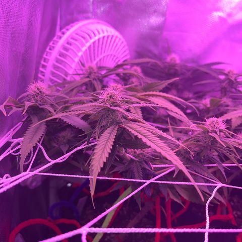 Amy Weedhouse growlog timeline photo