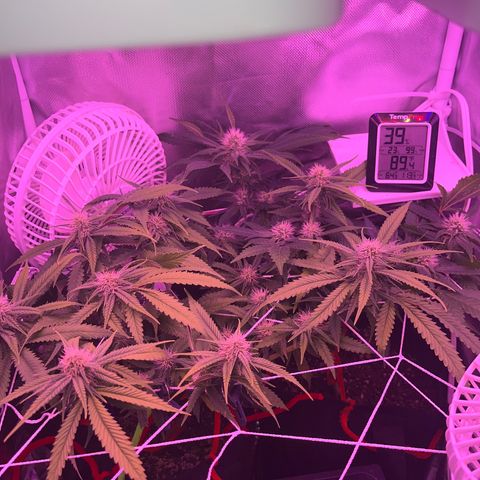 CannaBusta Rhymes  growlog timeline photo