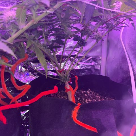 CannaBusta Rhymes  growlog timeline photo