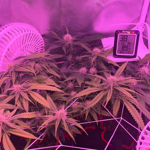 CannaBusta Rhymes  growlog timeline photo