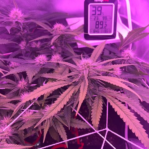 CannaBusta Rhymes  growlog timeline photo
