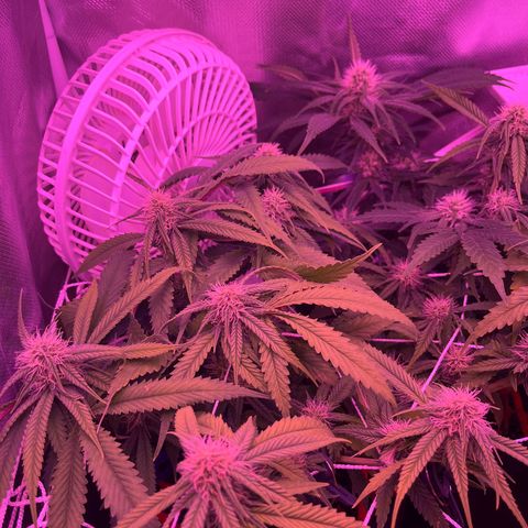 Amy Weedhouse growlog timeline photo