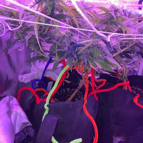 Amy Weedhouse growlog timeline photo