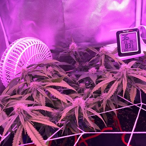 Amy Weedhouse growlog timeline photo