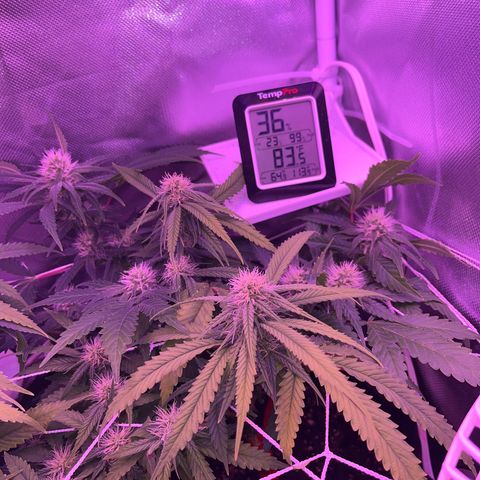CannaBusta Rhymes  growlog timeline photo