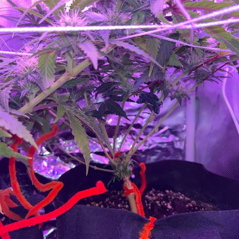 CannaBusta Rhymes  growlog timeline photo
