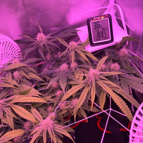 CannaBusta Rhymes  growlog timeline photo