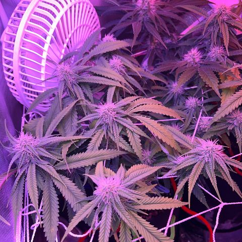 Amy Weedhouse growlog timeline photo