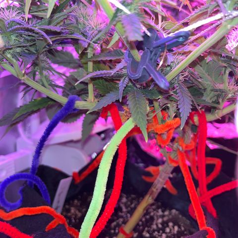 Amy Weedhouse growlog timeline photo