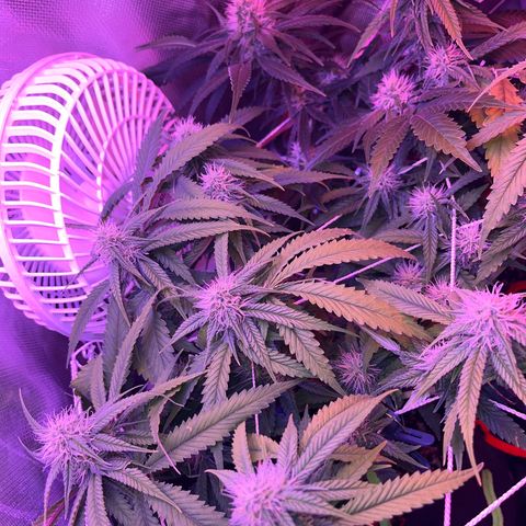 Amy Weedhouse growlog timeline photo
