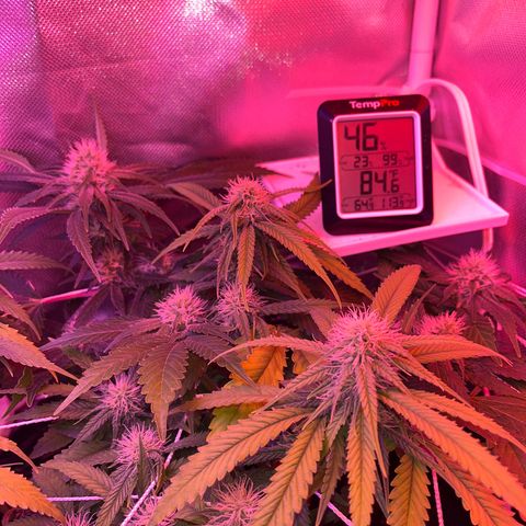 CannaBusta Rhymes  growlog timeline photo