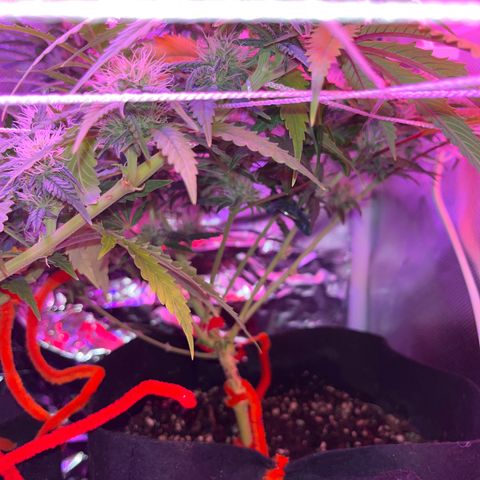 CannaBusta Rhymes  growlog timeline photo