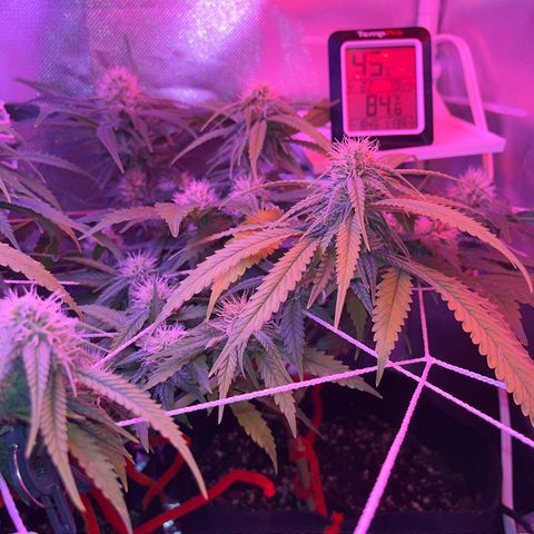CannaBusta Rhymes  growlog timeline photo