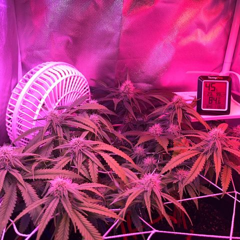 CannaBusta Rhymes  growlog timeline photo