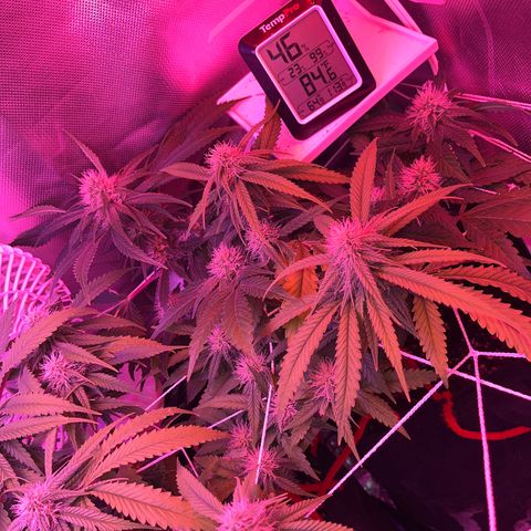 CannaBusta Rhymes  growlog timeline photo