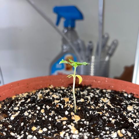 Plant-it at the disco growlog timeline photo