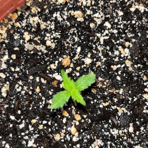Plant-it at the disco growlog timeline photo