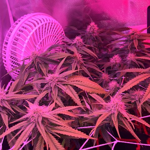 Amy Weedhouse growlog timeline photo