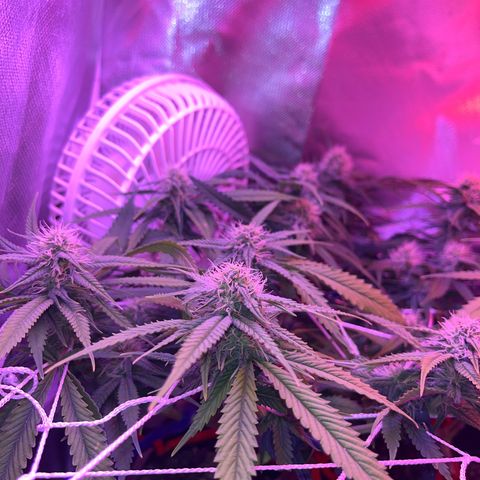 Amy Weedhouse growlog timeline photo