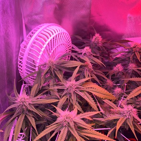 Amy Weedhouse growlog timeline photo