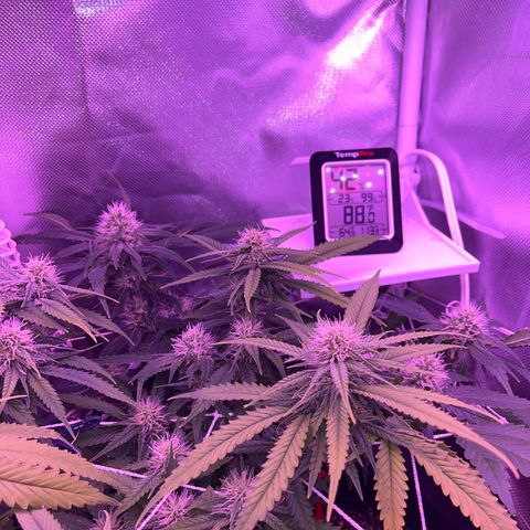 CannaBusta Rhymes  growlog timeline photo