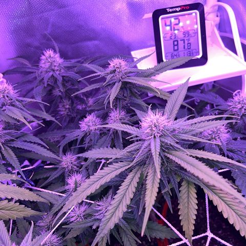 CannaBusta Rhymes  growlog timeline photo