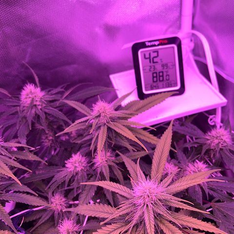 CannaBusta Rhymes  growlog timeline photo