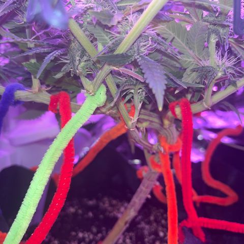 Amy Weedhouse growlog timeline photo