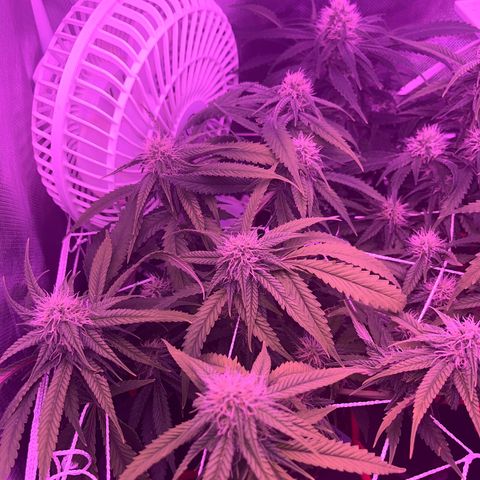 Amy Weedhouse growlog timeline photo
