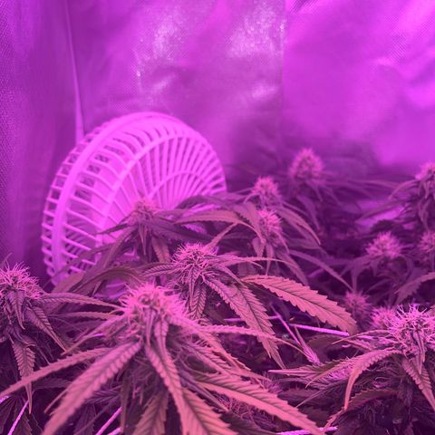 Amy Weedhouse growlog timeline photo