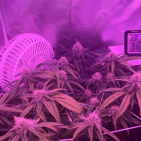 Amy Weedhouse growlog timeline photo