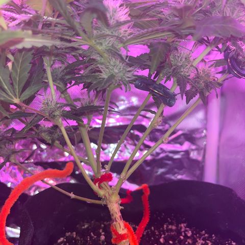 CannaBusta Rhymes  growlog timeline photo