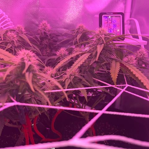 CannaBusta Rhymes  growlog timeline photo