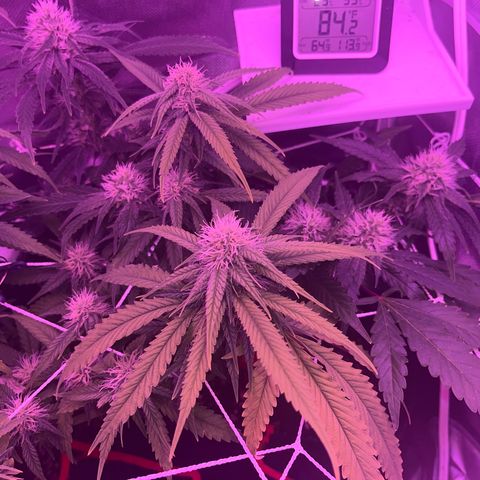 CannaBusta Rhymes  growlog timeline photo