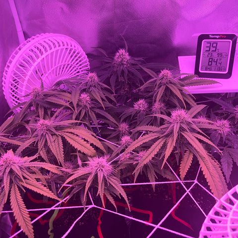 CannaBusta Rhymes  growlog timeline photo