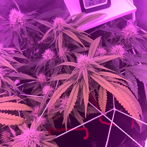 CannaBusta Rhymes  growlog timeline photo