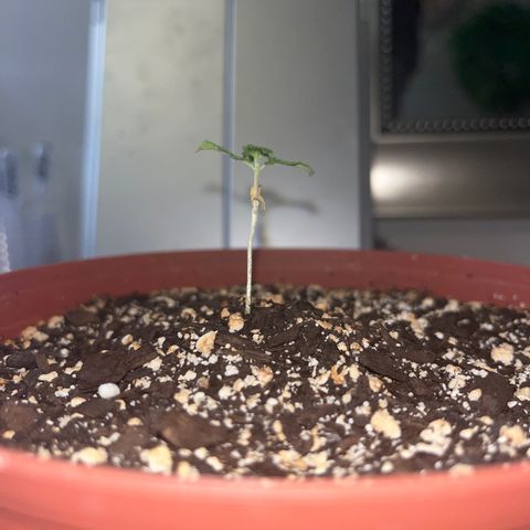 Plant-it at the disco growlog timeline photo
