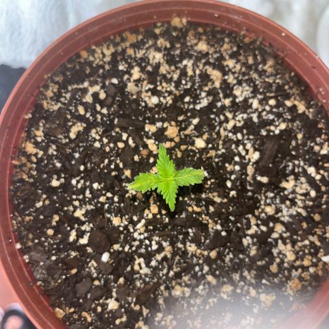 Plant-it at the disco growlog timeline photo