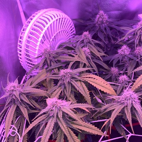 Amy Weedhouse growlog timeline photo