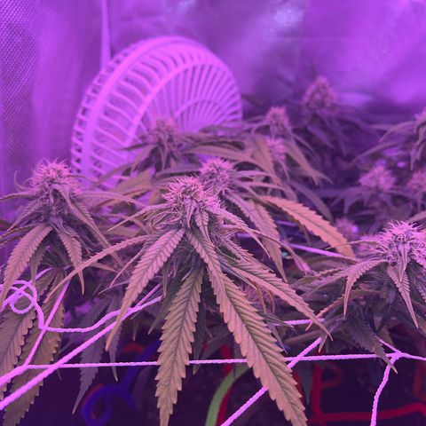 Amy Weedhouse growlog timeline photo