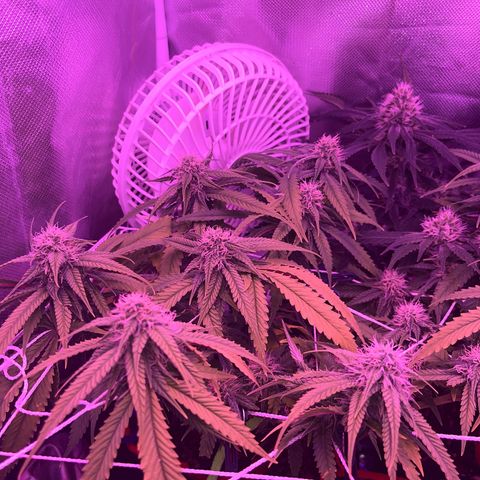 Amy Weedhouse growlog timeline photo