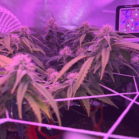 CannaBusta Rhymes  growlog timeline photo