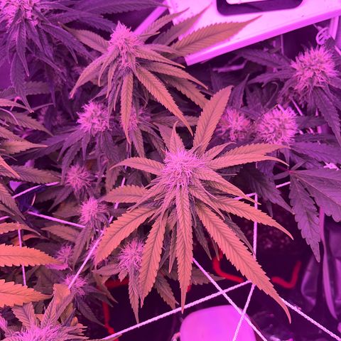 CannaBusta Rhymes  growlog timeline photo