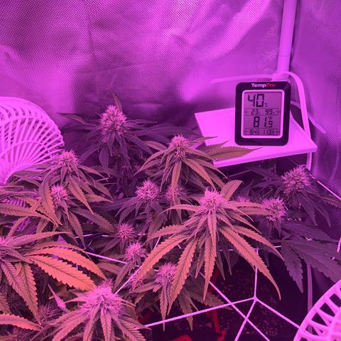 CannaBusta Rhymes  growlog timeline photo