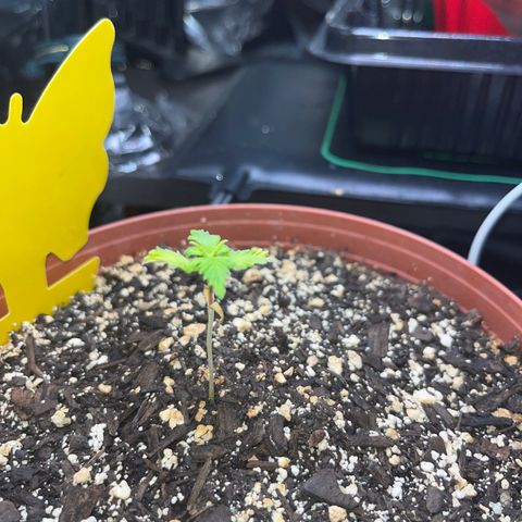 Plant-it at the disco growlog timeline photo