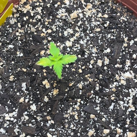 Plant-it at the disco growlog timeline photo