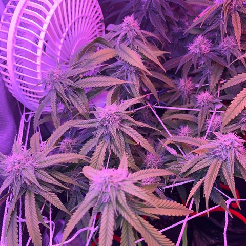 Amy Weedhouse growlog timeline photo