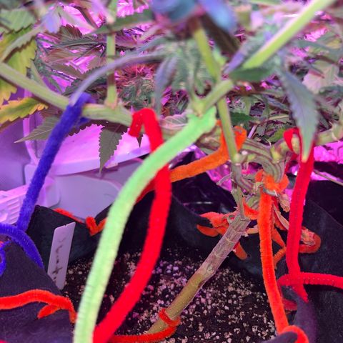 Amy Weedhouse growlog timeline photo