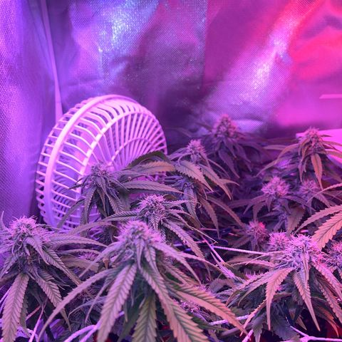 Amy Weedhouse growlog timeline photo
