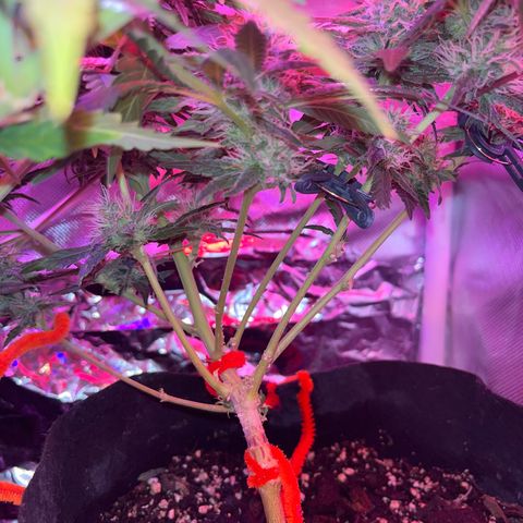 CannaBusta Rhymes  growlog timeline photo